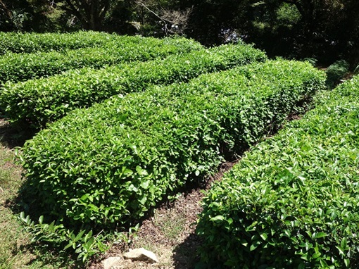 【大分県拠点】「お茶」を通じた伝統文化の継承と地域交流の取り組み 