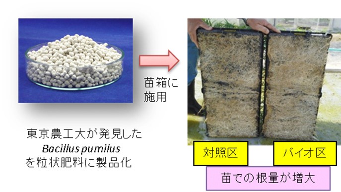 有用微生物を資材化！環境負荷を減らす水稲増収栽培技術のご紹介