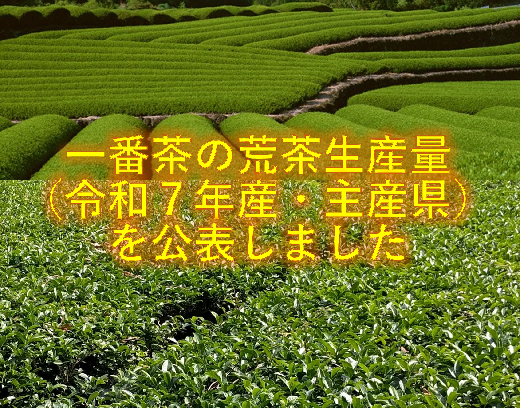 令和7年産一番茶の荒茶生産量等をお知らせします