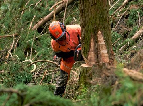 パブリックコメント：合法伐採木材等の流通及び利用の促進に関する法律第三章に規定する木材関連事業者による合法性の確認等の実施等に関する省令案等についての意見・情報の募集