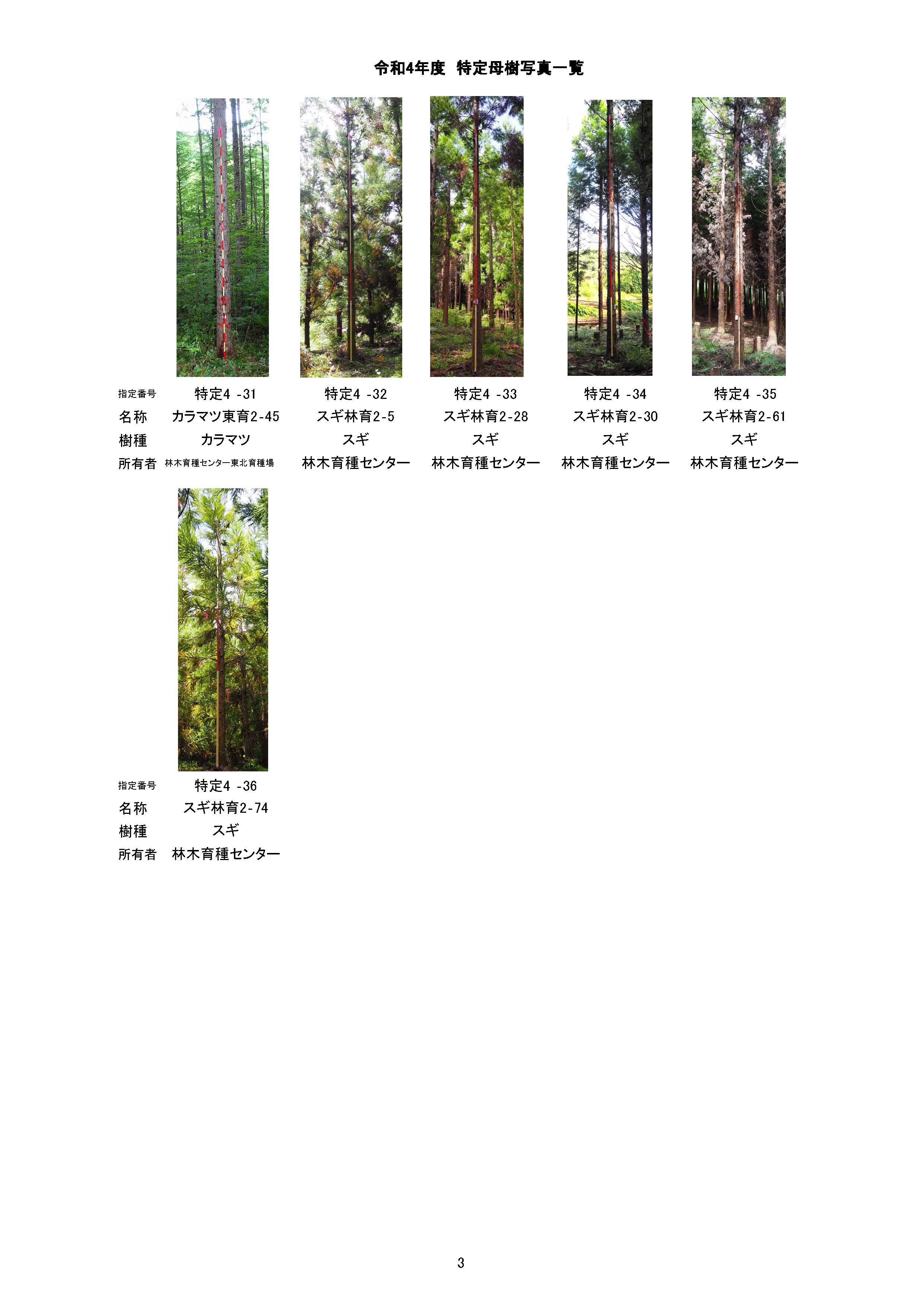 令和4年度に新たに「特定母樹」36本を指定しました