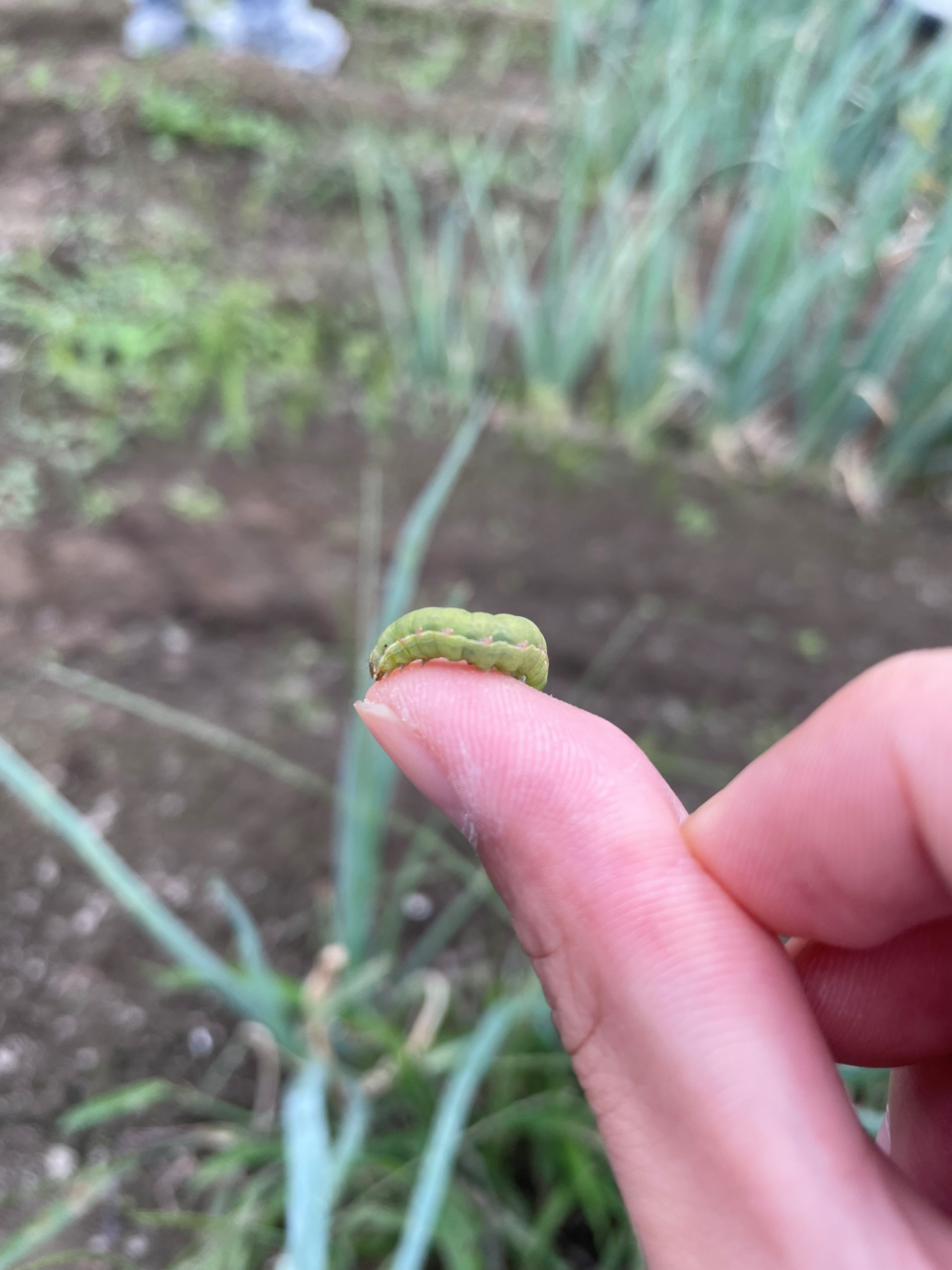 【全国】主要な病害虫の今後の発生予報(シロイチモジヨトウ他)