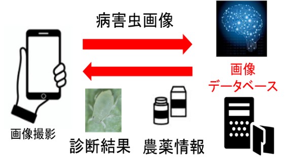 みどり戦略技術紹介：ＡＩを活用した病害虫画像診断アプリ