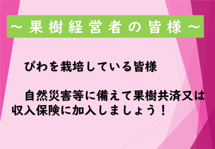 びわを栽培している皆様　自然災害等に備えて農業保険(果樹共済又は収入保険）に加入しましょう！