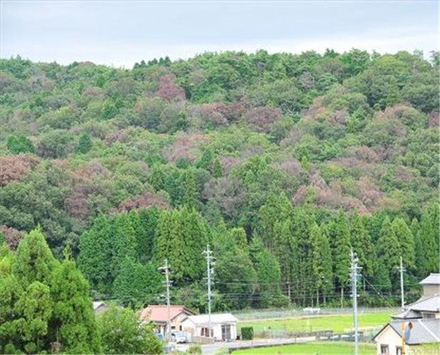 ナラ枯れ発生状況を最新データに更新しました