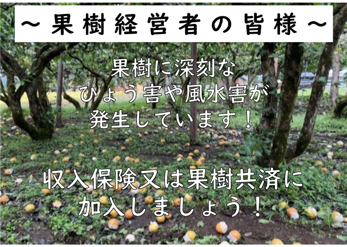 果樹に深刻なひょう害や風水害が発生しています！　収入保険又は果樹共済に加入しましょう！