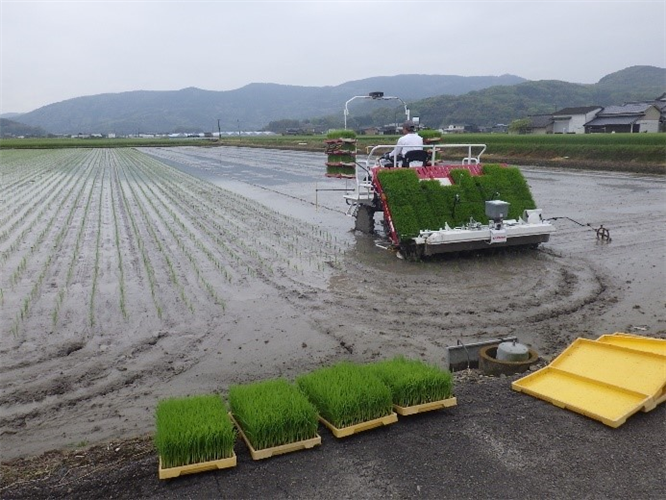 「七夕コシヒカリ」の田植え（事例紹介）