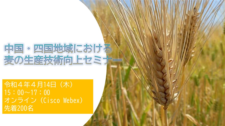 中国・四国地域における麦の生産技術向上セミナーを開催します！