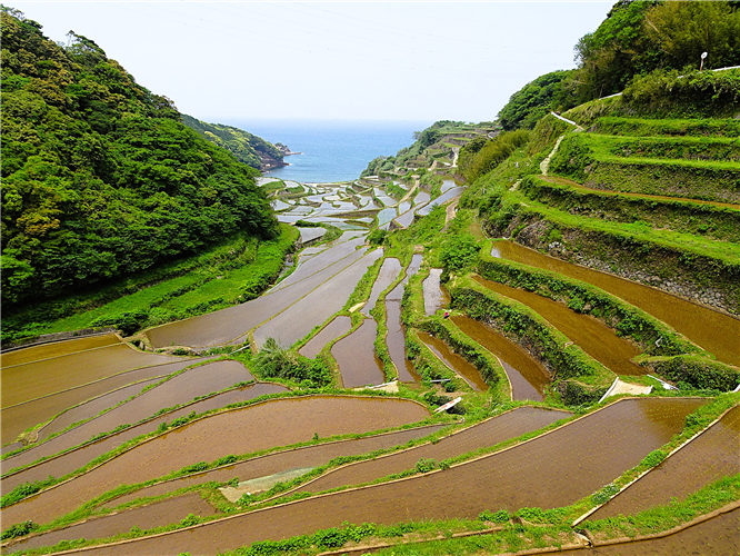 つなぐ棚田遺産「浜野浦の棚田」をご紹介（佐賀県東松浦郡玄海町）