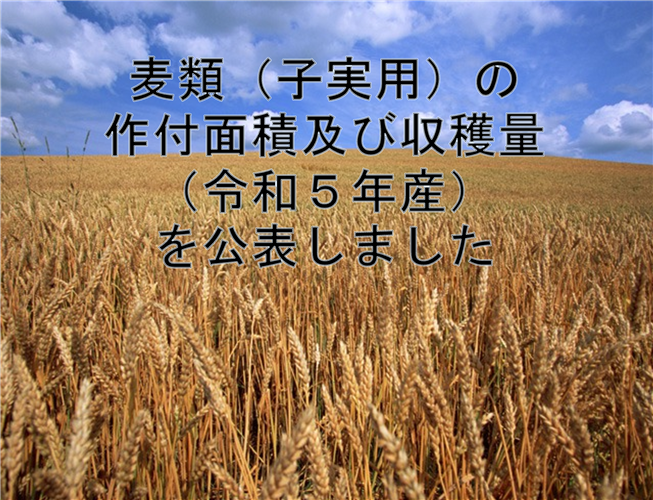 麦類（子実用）の作付面積及び収穫量（令和5年産）を公表しました