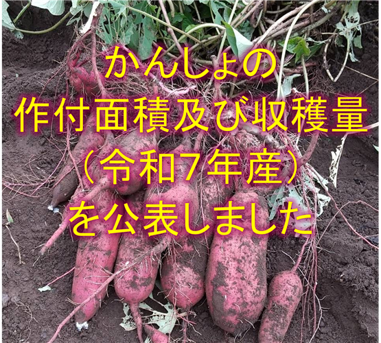 かんしょの作付面積及び収穫量（令和7年産）を公表しました