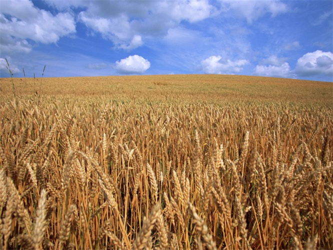 【統計】麦類の生産費（令和２年産）を公表！