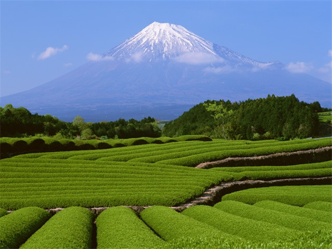 【統計】一番茶の荒茶生産量（主産県・令和３年産）を公表！