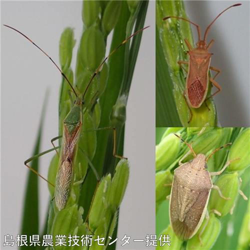 【全国】主要な病害虫の今後１か月の発生予報(水稲の斑点米カメムシ類他）