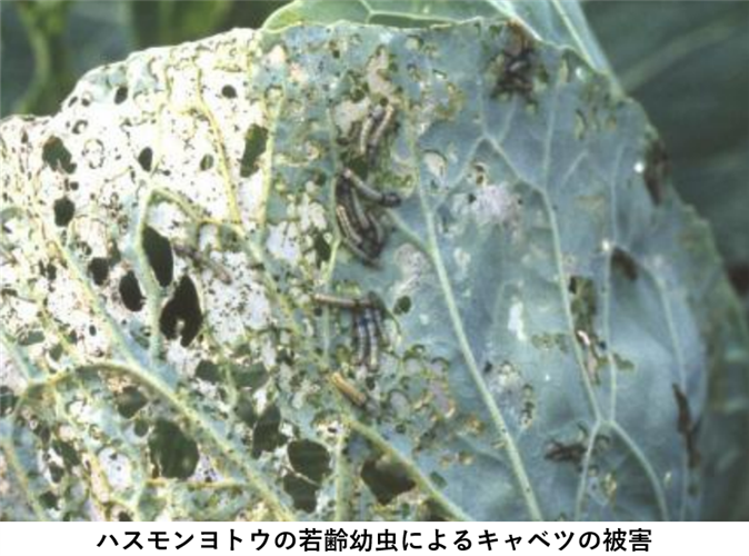 【全国】主要な病害虫の今後１か月の発生予報(野菜類のハスモンヨトウ他）