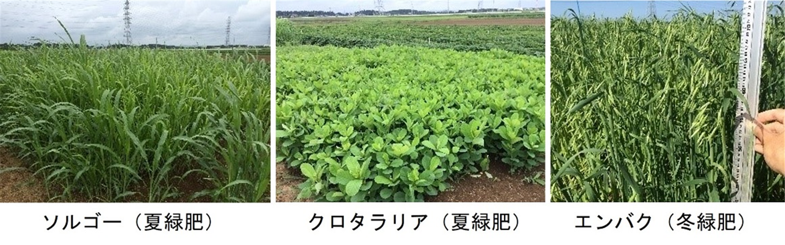 【「みどりの食料システム戦略」技術カタログ 掲載技術紹介】　掲載技術の紹介緑肥を活用したカンショの高品質栽培技術のご紹介