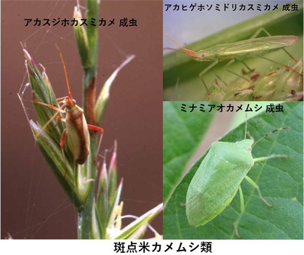 【全国】主要な病害虫の今後１か月の発生予報(水稲の斑点米カメムシ類・いもち病他）