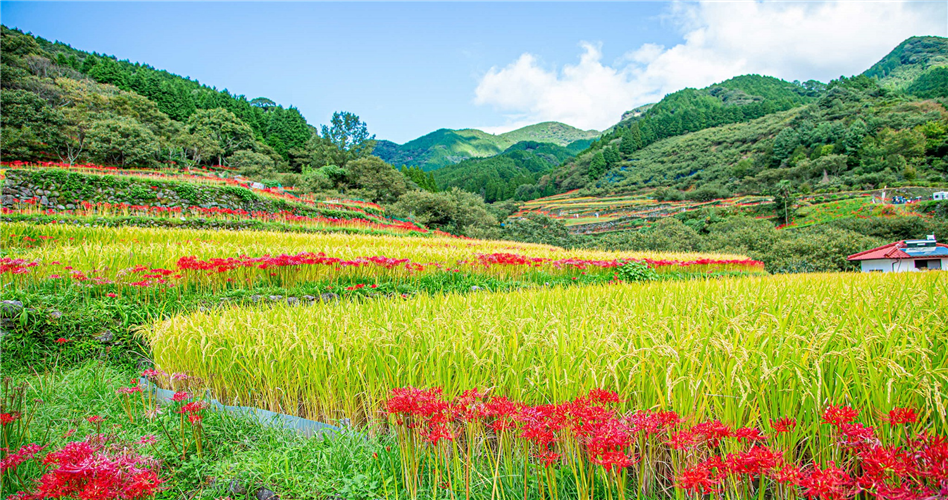 【熊本県】実りの棚田風景画像をご紹介します！