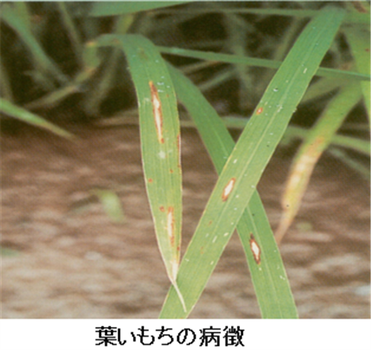 【全国】主要な病害虫の今後１か月の発生予報(水稲のいもち病他）