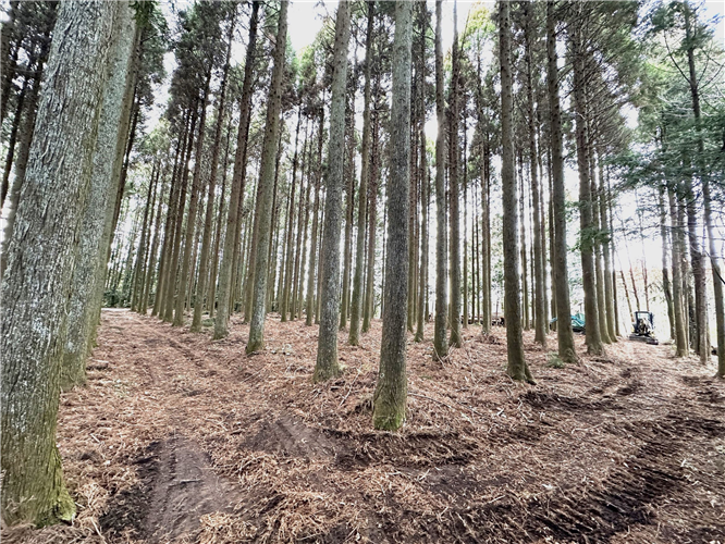 森林環境譲与税を活用した自治体の取組の紹介 Vol.2 千葉県浦安市,山武市