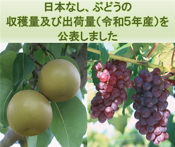 日本なし、ぶどうの収穫量及び出荷量（令和5年産）を公表しました