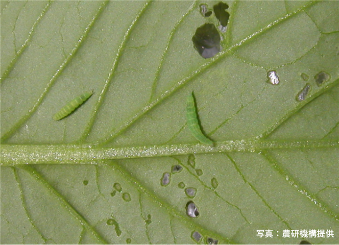 【全国】主要な病害虫の今後の発生予報(コナガ他)