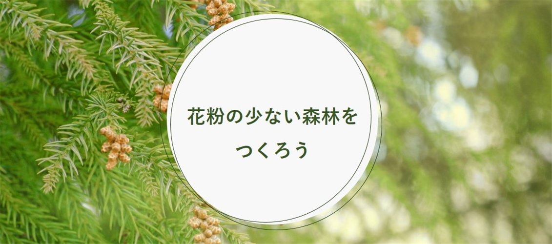 花粉発生源対策として、スギ伐採加速化計画を公表しました