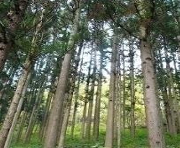 山林素地及び山元立木価格調（2022年3月末）の調査結果が公表されました