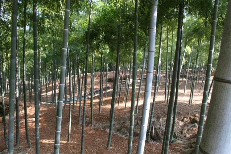 参考資料「竹林及び竹材利用に係る対策」を更新しました