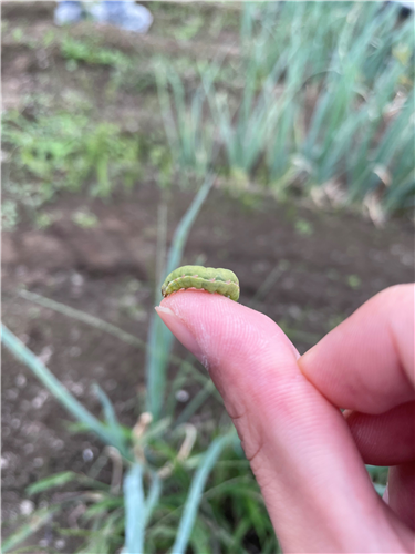 【全国】主要な病害虫の今後の発生予報(シロイチモジヨトウ他)