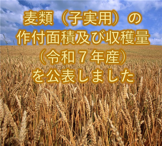 麦類(子実用)の作付面積及び収穫量(令和7年産)を公表しました