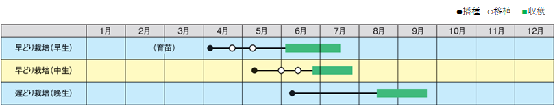 代表的な作型