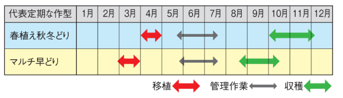 代表的な作型