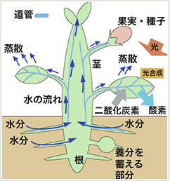 水やりの役割 家庭菜園支援サイト さなえちゃんファーム 井関農機株式会社