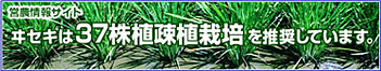ヰセキは37株疎植栽培を推奨しています。