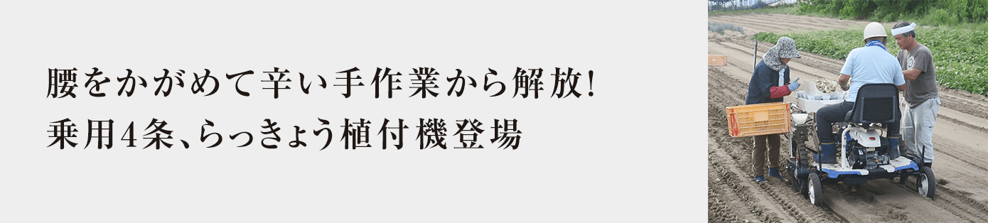 大規模レタス農家さんに朗報!座ってラクラク簡単植付け乗用4条レタス移植機が登場!