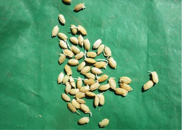 お米(籾)の胚芽から芽が出ている様子