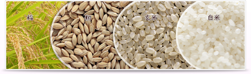 稲 > 籾 > 玄米 > 白米